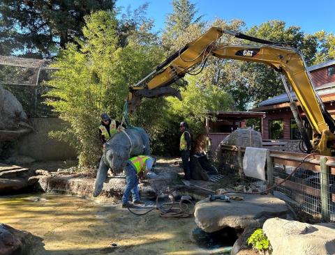 Bronze Tiger on the Move at the Charles Paddock Zoo! | City of